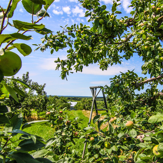 Le verger  UNION LIBRE cidre & vin